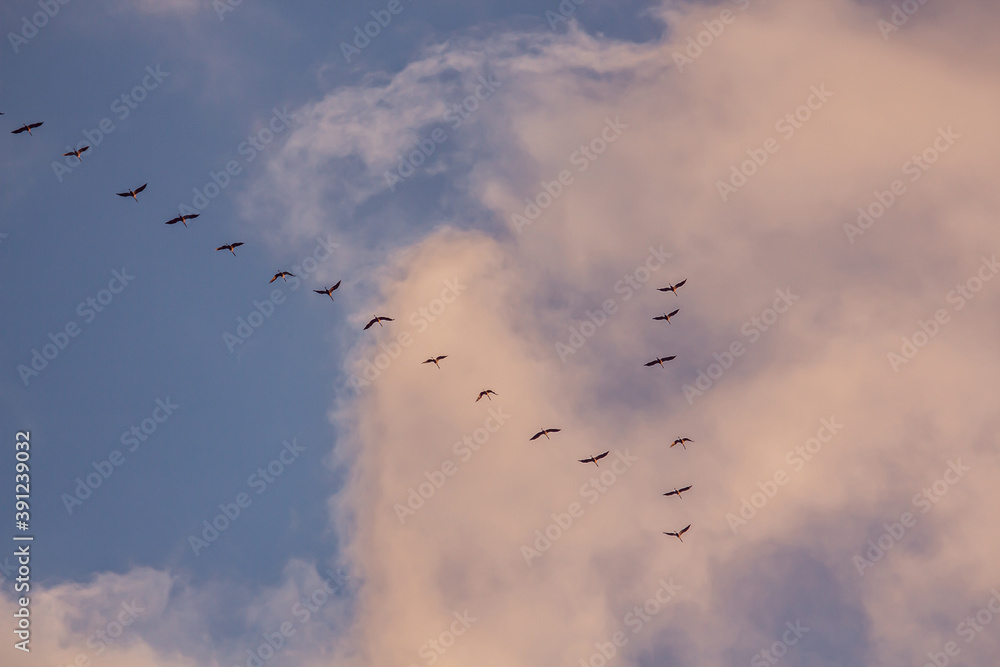 Migratory birds formation in the blue sky Migratory birds formation in the blue sky