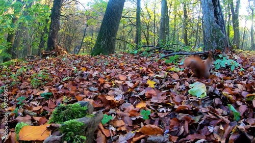 Small redhead squirrel in the city park during the autumn season