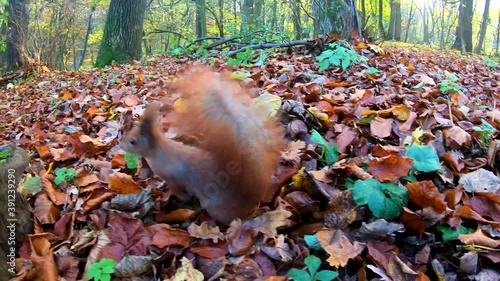 Small redhead squirrel in the city park during the autumn season