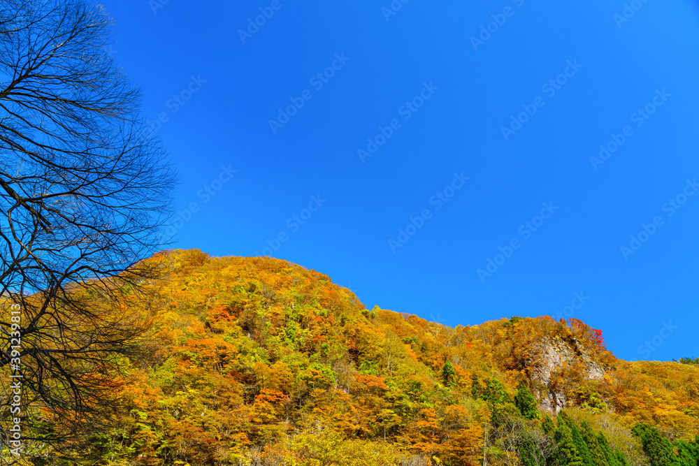 Fototapeta premium 【秋イメージ】鮮やかな紅葉