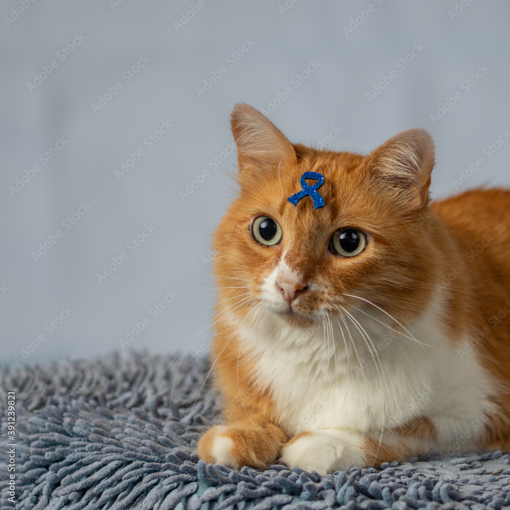 Yellow cat with symbol on forehead referring to 