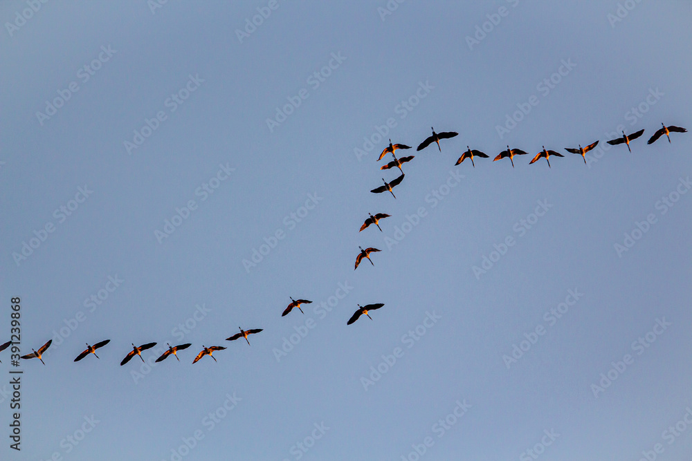 Migratory birds formation in the blue sky Migratory birds formation in the blue sky