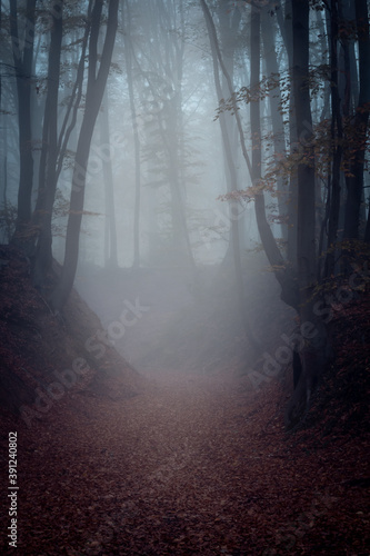 Colorful Autumn Forest Foggy Landscape in Unkel Germany Nature Travel