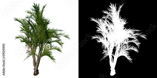 Photos Front view tree ( Adolescent Butterfly Palm Areca tree 2 ) white background alph