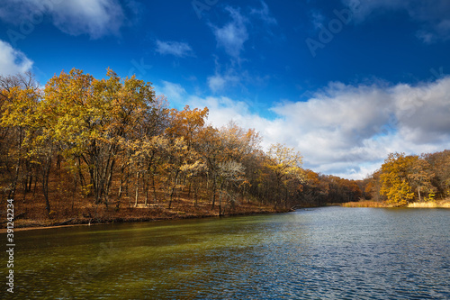 Autumn deciduous forest, lake, pond. Yellow oaks. Clouds in the sky