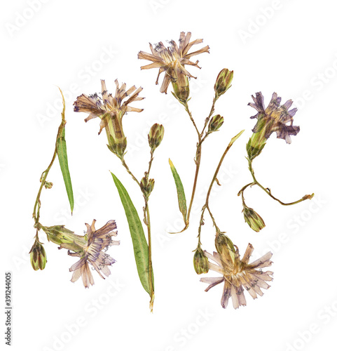 Pressed and dried delicate flower lactuca tatarica (lactuca perennis, blue lettuce) on stem. Isolated on white background. For use in scrapbooking, floristry or herbarium