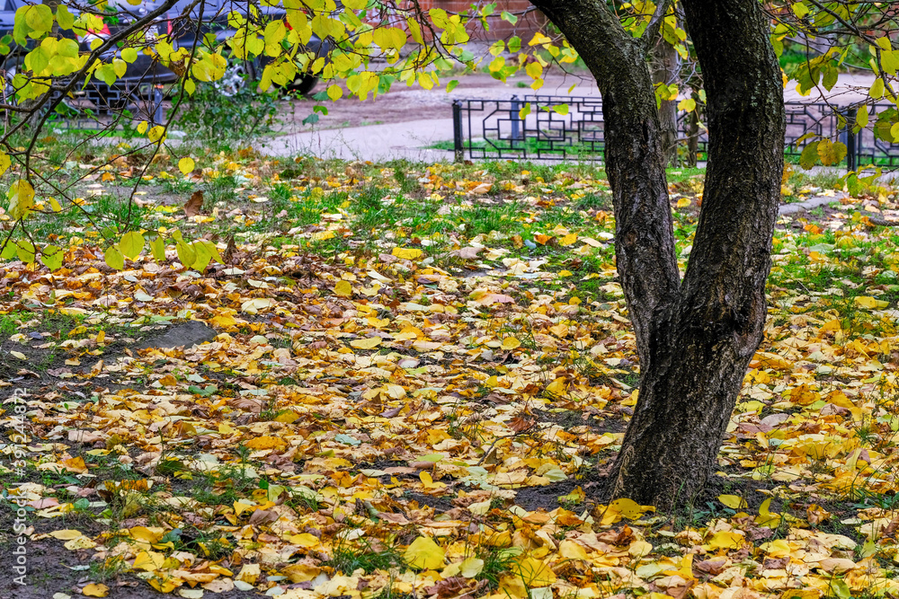 Yellow fallen leaves Yellow fallen leaves