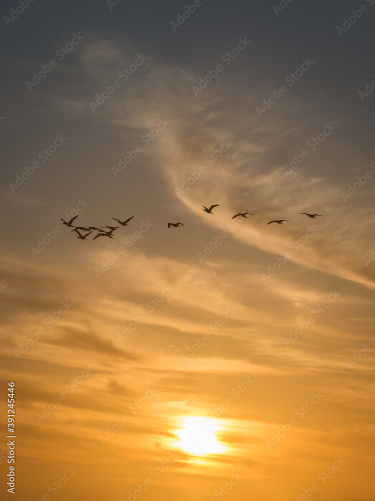 group of birds flying in the sunset group of birds flying in the sunset