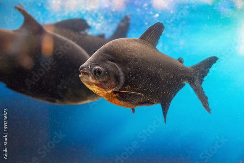 Black pacu fish (Colossoma macropomum) swims in the aquarium photo