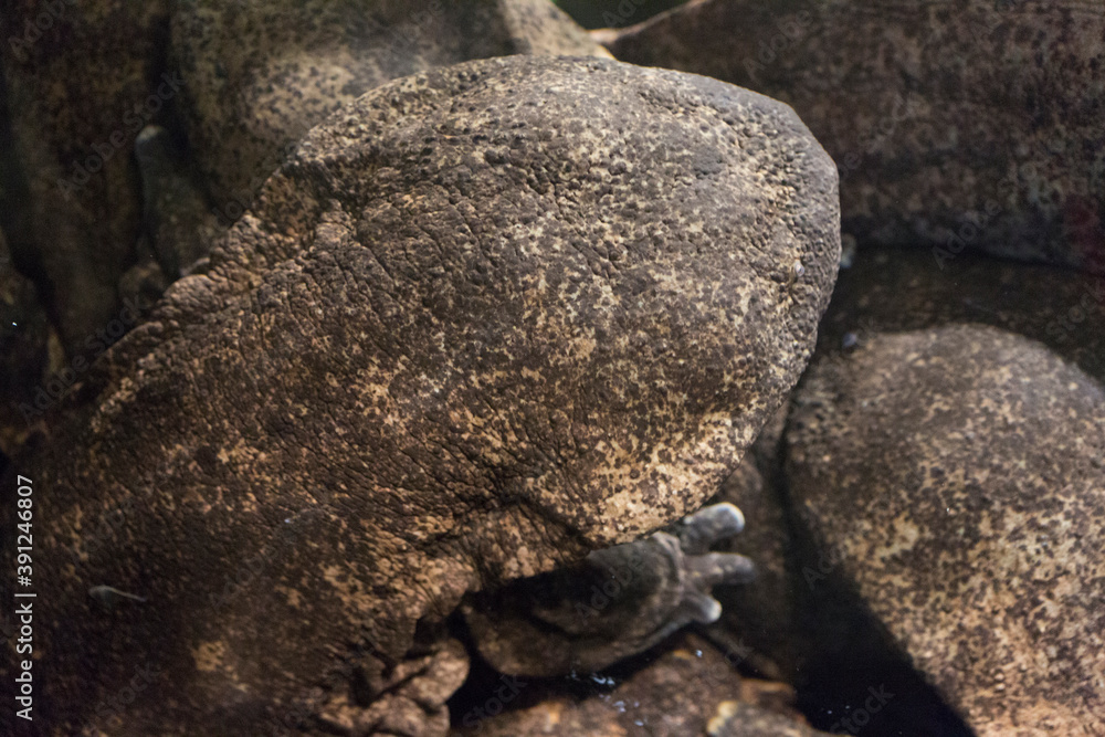 Obraz premium オオサンショウウオの頭部