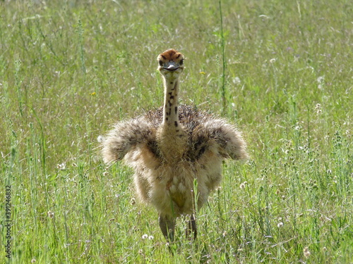 Straußenbaby 1140474 
