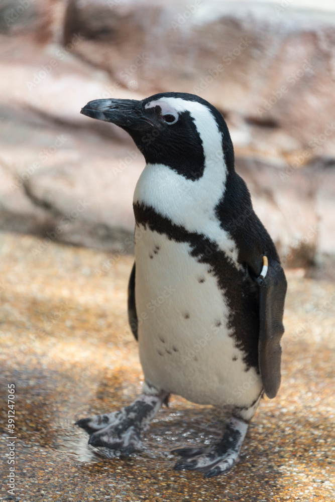 Naklejka premium ケープペンギン