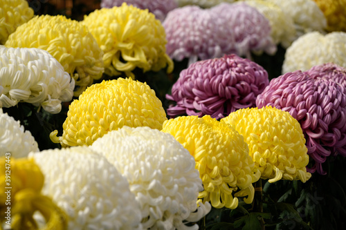 菊