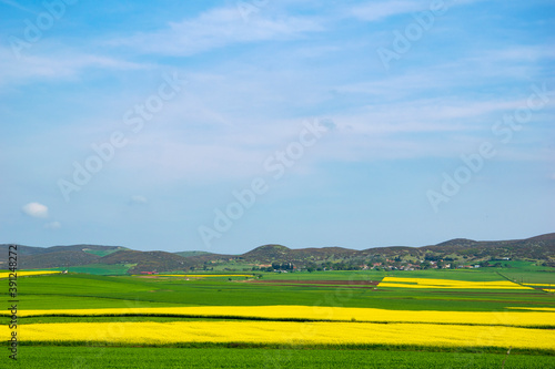 oilseed rape  yellow fields cultivated with this energy plant.