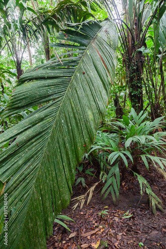 Jungle in National park Tortuego in Costa Rica