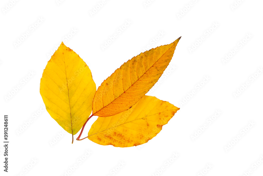 Yellow autumn leaf isolated on the white Yellow autumn leaf isolated on the white