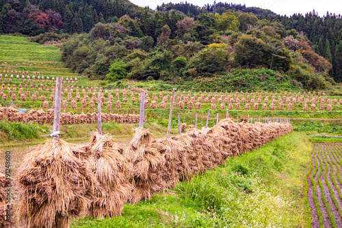 秋の景色 棚田で稲を天日干しする風景 photo