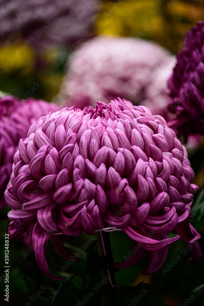 菊 菊