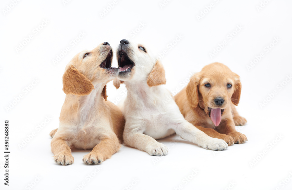 Young puppies of breed Cocker Spaniel shot close-up in the studio