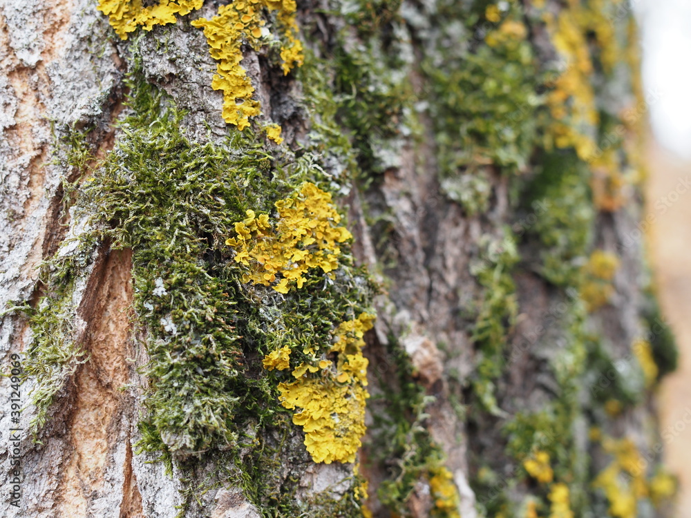 Obraz premium green Moss In Close-up Shot. variable focus