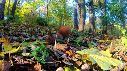 Redhead squirrel in the city park in the autumn season