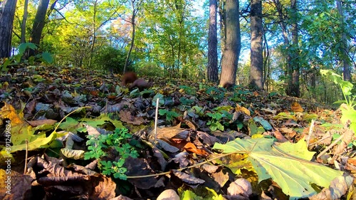 Redhead squirrel in the city park in the autumn season