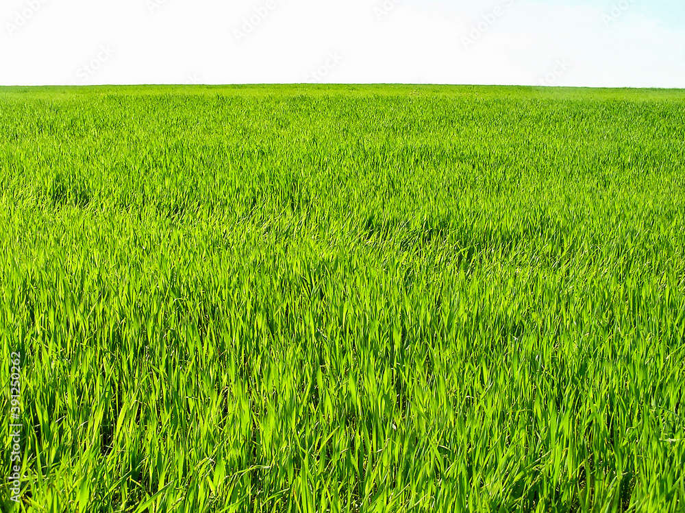 Panoramic photo of green juicy grass close-up. Natural grass background on white background. Natural background of green grass on a Sunny day, fresh juicy photo.