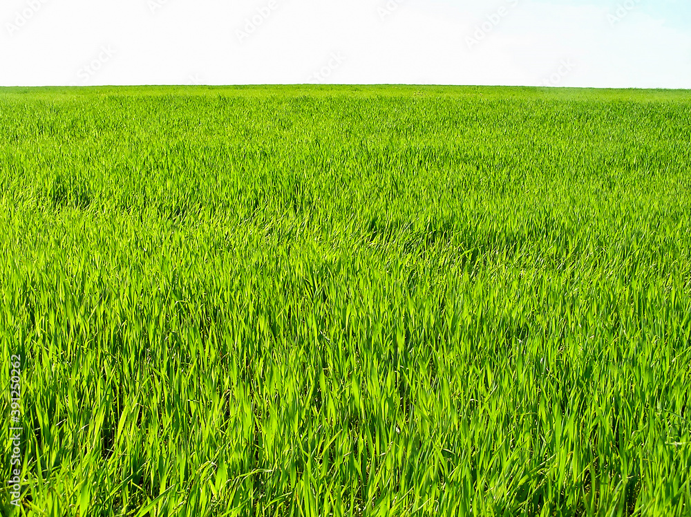 Panoramic photo of green juicy grass close-up. Natural grass background on white background. Natural background of green grass on a Sunny day, fresh juicy photo. Panoramic photo of green juicy grass close-up. Natural grass background on white background. Natural background of green grass on a Sunny day, fresh juicy photo.