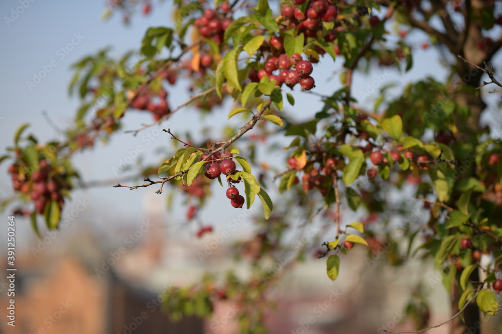 Heavy branches with small red apples in the autumn garden Heavy branches with small red apples in the autumn garden