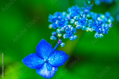 Wallpaper Mural 明月院のアジサイ（ブルー） Torontodigital.ca