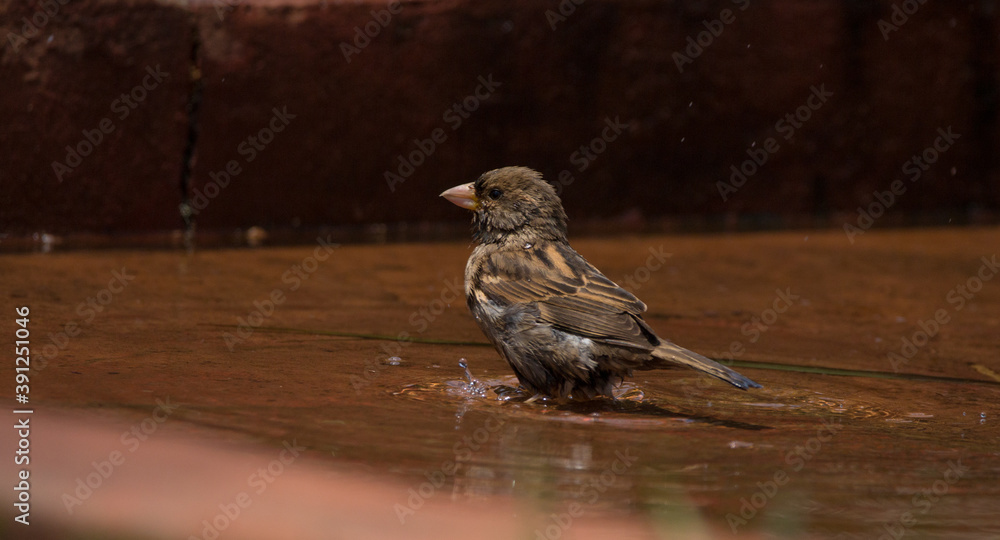 Fototapeta premium sparrow on the ground
