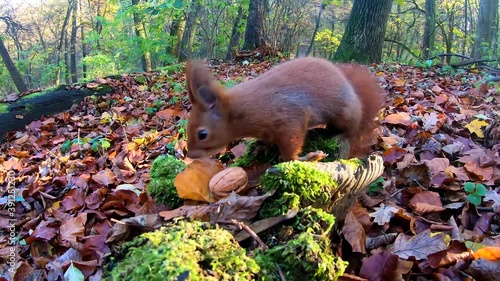 Redhead squirrel in the city park in the autumn season
