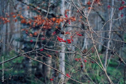 Autumn still life. Moss and leaves. Biogradska Gora National Park, Montenegro.