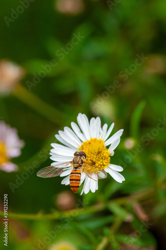 Photo of a golden honeybee on a flower