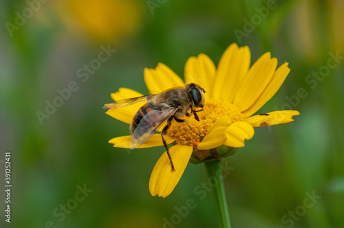 Photo of a golden honeybee on a flower © Jatin