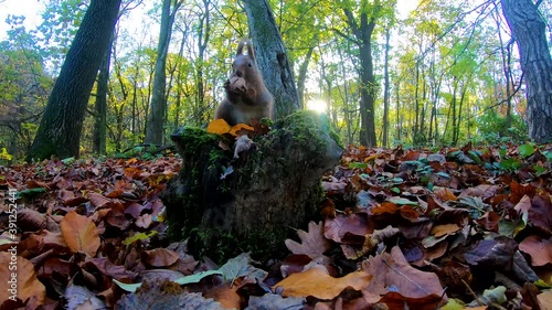 Redhead squirrel in the city park in the autumn season