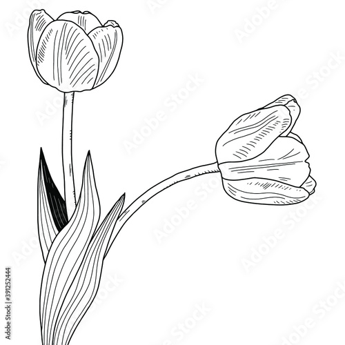two tulips in honor of mourning and condolences black on a white background drawing