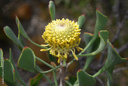 Yellow flower of Isopogon trilobus, three-lobed cone flower, in natural habitat near Esperance, Australia photo