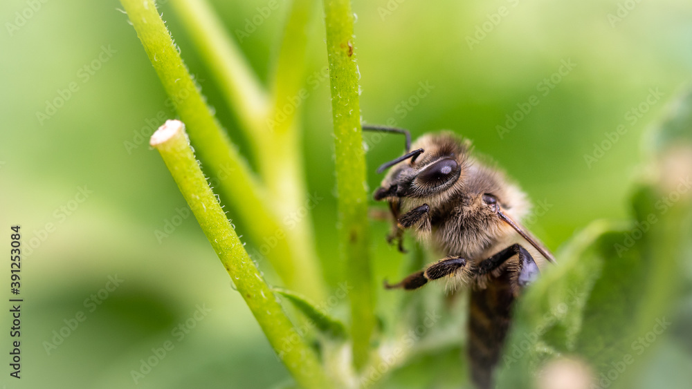 Close up horizontal macro shot of a honey bee (worker) sitting on a plant, surrounded by green. Close up horizontal macro shot of a honey bee (worker) sitting on a plant, surrounded by green.