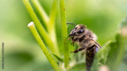 Close up horizontal macro shot of a honey bee (worker) sitting on a plant, surrounded by green.
