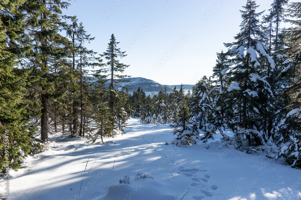 Beautiful winter landscape in the snowy mountains