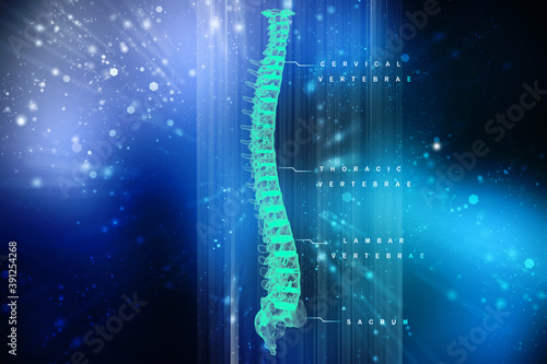 3d illustration human vertebral column
 photo