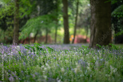 Belmonte Arboretum Wageningen