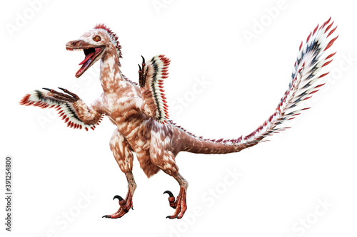 Standing up Velociraptor mongoliensis isolated on white background. Theropod dinosaur with feathers from Cretaceous period scientific 3D rendering illustration.