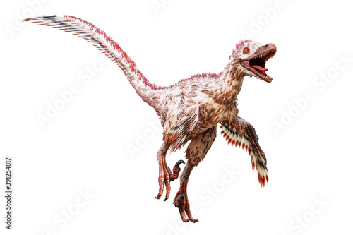 Velociraptor mongoliensis isolated on white background. Theropod dinosaur with feathers from Cretaceous period scientific 3D rendering illustration. photo