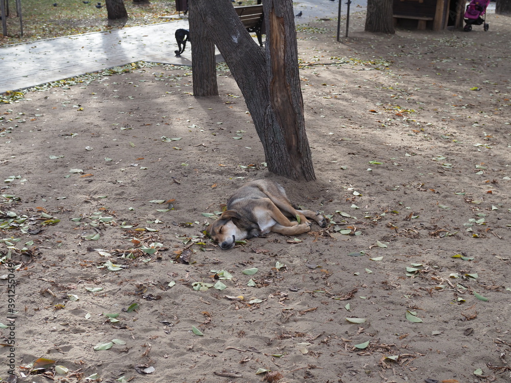Brown dog sleeping and smile on the pile of sand Brown dog sleeping and smile on the pile of sand
