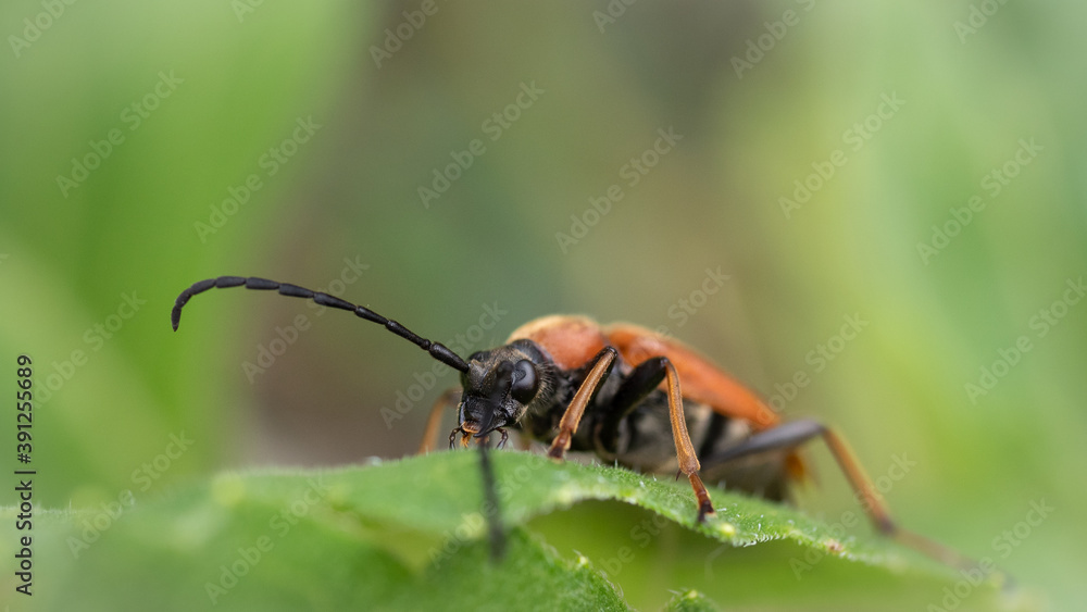 Naklejka premium Macro almost frontal shot of a long horned brown beetle sitting on a leaf.