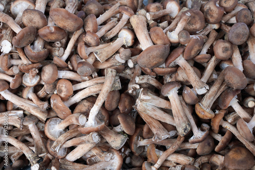 background of fresh mushrooms. Armillaria mellea
