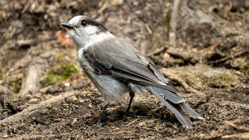 Canada jay, also known as Whisky Jack or Gray Jay sitting on the forest floor looking up.