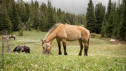Unsaddled horse grazing on an blossoming alpine meadow in spring (BC, Canada).